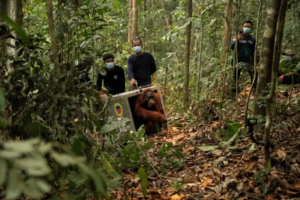 A Borneo orangutan (Pongo pygmaeus) named Mama Lifa, along with her baby Lifa (unseen), who were rescued from an area affected by wildfires, leave the cage during translocation at Batu Nyambu protected forest area in Ketapang regency, West Kalimantan province, Indonesia, October 9, 2026. Muffidz Ma’sum/Yayasan Inisiasi Alam Rehabilitasi Indonesia (YIARI)/ Handout via REUTERS 