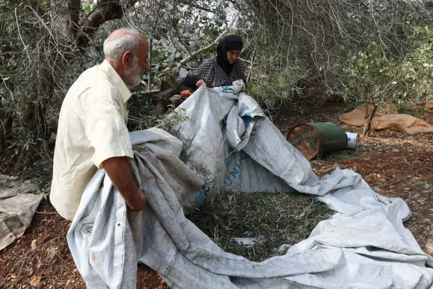 مزارعون لبنانيون يقطفون الزيتون في قرية «زوطر الغربية» جنوب لبنان بالقرب من قرية «زوطر الشرقية» المجاورة التي تتمركز فيها القوات الإسرائيلية (إ.ب.أ)