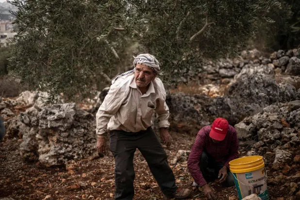 مزارعون فلسطينيون يقطفون ثمار الزيتون يوم الاثنين من بساتينهم قرب رام الله في الضفة الغربية التي تحتلها إسرائيل وسط هجمات من المستوطنين (أ.ف.ب)