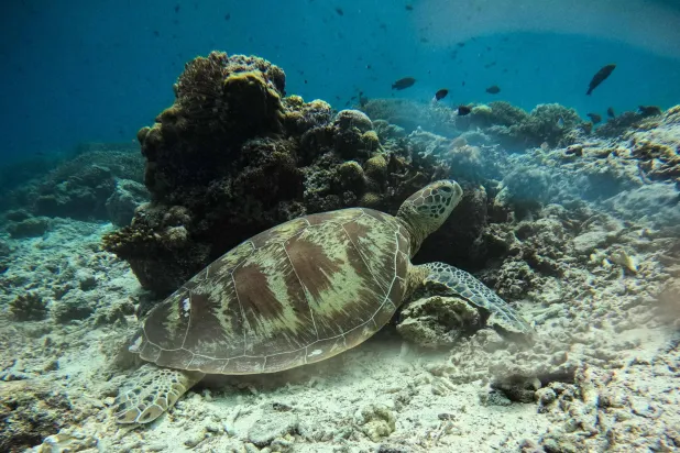 This underwater photo taken on September 25, 2026 shows an endangered adult green sea turtle resting on the sandy seabed next to a coral reef formation off the coast of Mataking Island in Semporna, in Malaysia's eastern state of Sabah. (Photo by SAI AUNG MAIN / AFP)