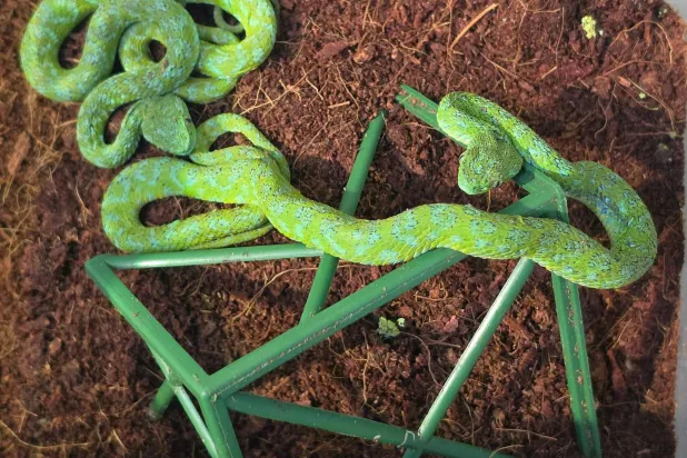 This undated Handout photo made available by the Customs at Cologne airport on October 15, 2026, show some of the many snakes and reptiles discovered three weeks ago in the baggage of a man traveing to Cologne from Mexico City over Istanbul. (Photo by Customs Cologne Airport / AFP) 