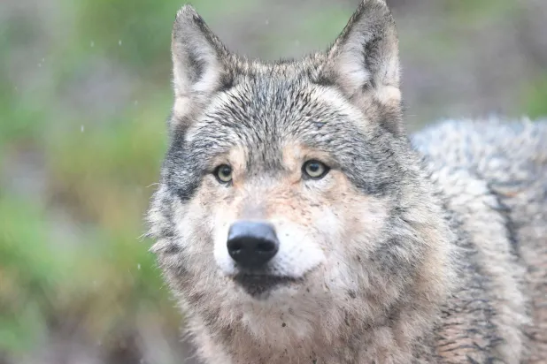 FILED - 12 February 2026, Baden-Württemberg, Cleebronn: File Photo - A wolf is walking through an enclosure at the Wildparadies Tripsdrill Zoo. Photo: dpa