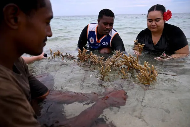 Villagers and environment advocates plant coral in the sea within the Naidiri Marine Biodiversity Park. Saeed KHAN / AFP
