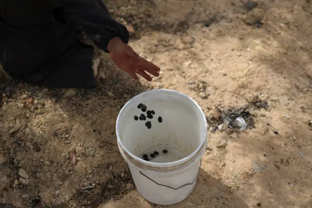 فلسطيني يضع حبات الزيتون التي قطفها في سطل بلاستيكي في قرية أبو فلاح بالضفة الغربية يوم الجمعة (إ.ب.أ)