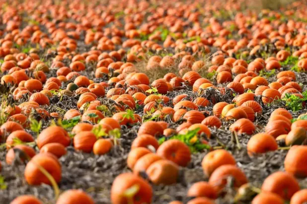 Pumpkins lay on a field near the Dannstadt region in Germany (EPA) 