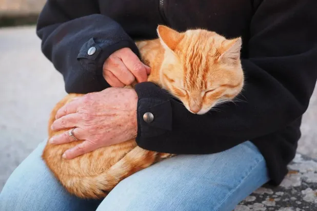 Owners' positive feelings seem to be most strongly associated with how much time they spend close to their cats in everyday life. (Colorado State University)
