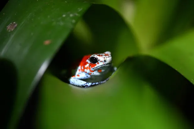 A harlequin poison dart frog (Oophaga sylvatica) is pictured at the Tesoros de Colombia (Treasures of Colombia) sustainable farm in Nocaima, Cundinamarca department, Colombia, on July 9, 2024. (AFP)