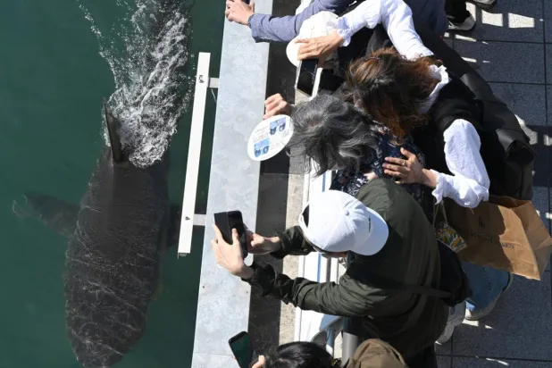 Visitors watch a 3.5-meter shark trapped in an artificial waterway in the southeastern port city of Busan on October 7, 2026. Jung Yeon-je / AFP/File
