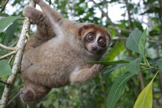 A Bangka slow loris hangs from a tree on the Indonesian island of Bangka, east of Sumatra, in this undated photograph released on October 20, 2026. Andre Septian/Alobi Wildlife Rescue Center/Handout via REUTERS