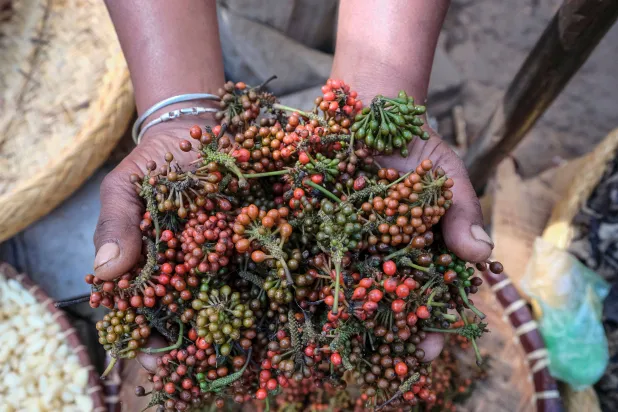 A woman holds handful of fresh Tsiperifery (wild pepper) on display at the Analakely market, on September 21, 2026. (AFP)