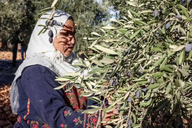 A Palestinian woman picks olives during the harvest season in a Palestinian-owned olive grove in the village of Turmus Ayya, northeast of Ramallah in the Israeli-occupied West Bank, on October 20, 2026. (AFP)