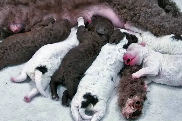 In this image taken from video puppies of the Lagotto Romagnolo dog Hilkka sleep in Finland, Thursday, Oct. 15, 2026. (Breeder's album, Julia Kiiskinen/Yle - The Finnish Broadcasting Company via AP)