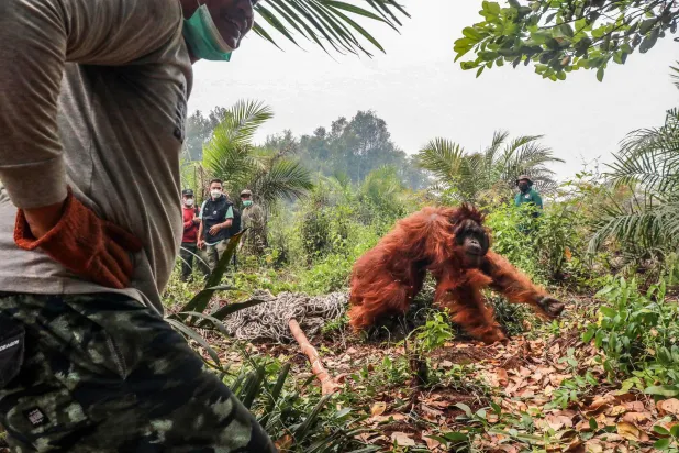 A 20-year-old orangutan tries to escape as members of the BKSDA (Natural Resources Conservation Agency), the Borneo Orangutan Survival Foundation (BOSF) and the World Wide Fund for Nature (WWF) Indonesia evacuate it due to forest and land fire, in Hampangen Village, Katingan Regency, Central Kalimantan, on October 17, 2026. (AFP)