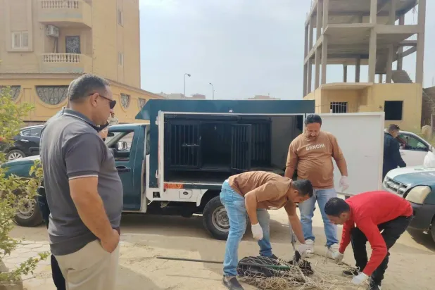 جانب من ملاحقة المسؤولين لـ«الكلاب الضالة» في الجيزة (جهاز تنمية حدائق أكتوبر)