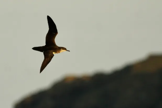 A Manx shearwater flies around Skomer Island, Pembrokeshire, Wales, Britain, in this handout image released on October 29, 2026. (Joe Wynn/Handout via Reuters) 