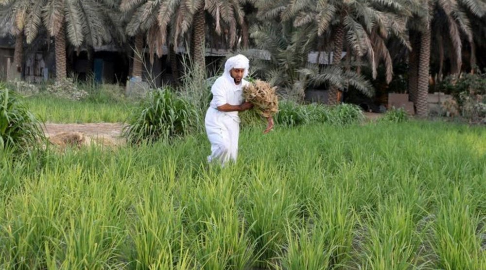 Saudi Arabia's Mangrove Planting Initiative Aims for 100 Million Trees