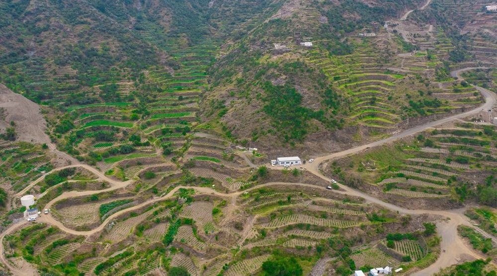 مزرعة البنّ التي أنشأتها «الشركة السعودية للقهوة» في مدينة جازان (الشرق الأوسط)