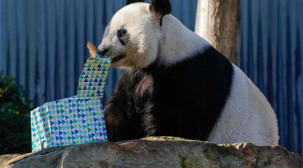 Wang Wang the panda is seen during China's Premier Li Qiang's visit to the Adelaide Zoo in Adelaide on June 16, 2024. (Photo by Asanka Ratnayake / POOL / AFP)