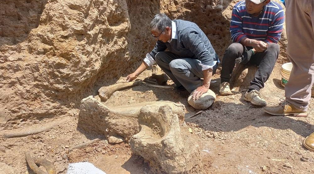 Engineer and mastodon researcher Oscar Diaz cleans remains of an Ice Age mastodon, believed to be between 11,000 and 12,000 years old, in Chambara, Peru September 5, 2024. (Museum of Natural History - UNMSM/Handout via Reuters) 