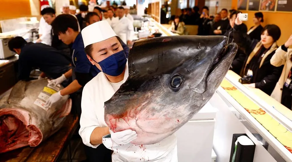  The head of a 276-kilogram bluefin tuna that was auctioned for 207 million Japanese yen (about 1.3 million US dollars), which was bought jointly by sushi restaurant operator Onodera Group and wholesaler Yamayuki, is carried by a sushi chef at an Onodera sushi restaurant after the first tuna auction of the New Year in Tokyo, Japan January 5, 2025. (Reuters)