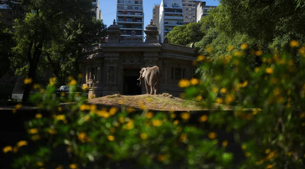 A female African elephant named Pupy stands in her enclosure at the Ecoparque in Buenos Aires, Argentina, Tuesday, March 25, 2025, as she is trained for her relocation to a sanctuary in Brazil. (AP Photo/Natacha Pisarenko)