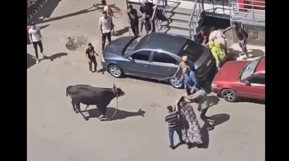 أحد فيديوهات «العجول الهربانة» المنتشرة على «السوشيال ميديا» (إكس)