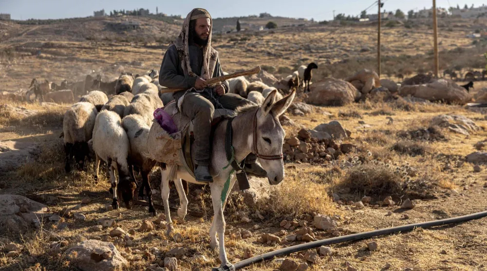 مستوطن إسرائيلي يرعى قطيعاً من الدواب في بؤرة استيطانية قريبة من مستوطنة في الضفة الغربية المحتلة يوم الأحد الماضي (أ.ف.ب)
