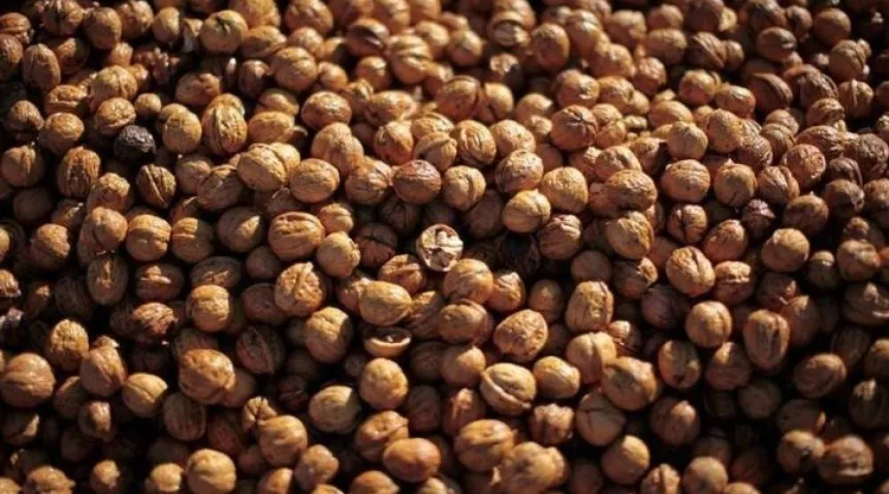 الجوز هو المكسرات الشجرية الوحيدة التي تُعدّ مصدراً ممتازاً لأحماض «أوميغا 3» (أرشيفية - رويترز)