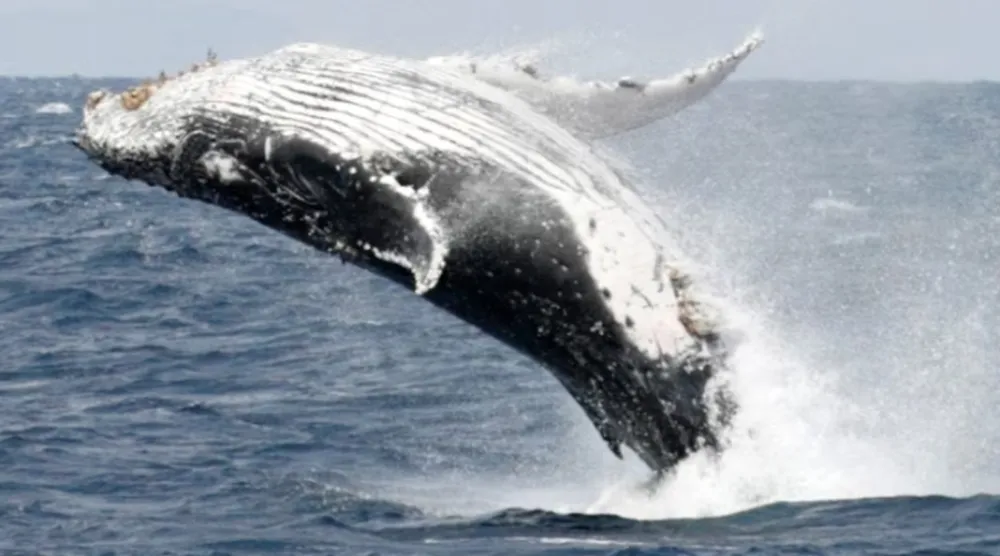 A humpback whale breaches the surface off the southern Japanese island of Okinawa February 13, 2007. REUTERS/Issei Kato