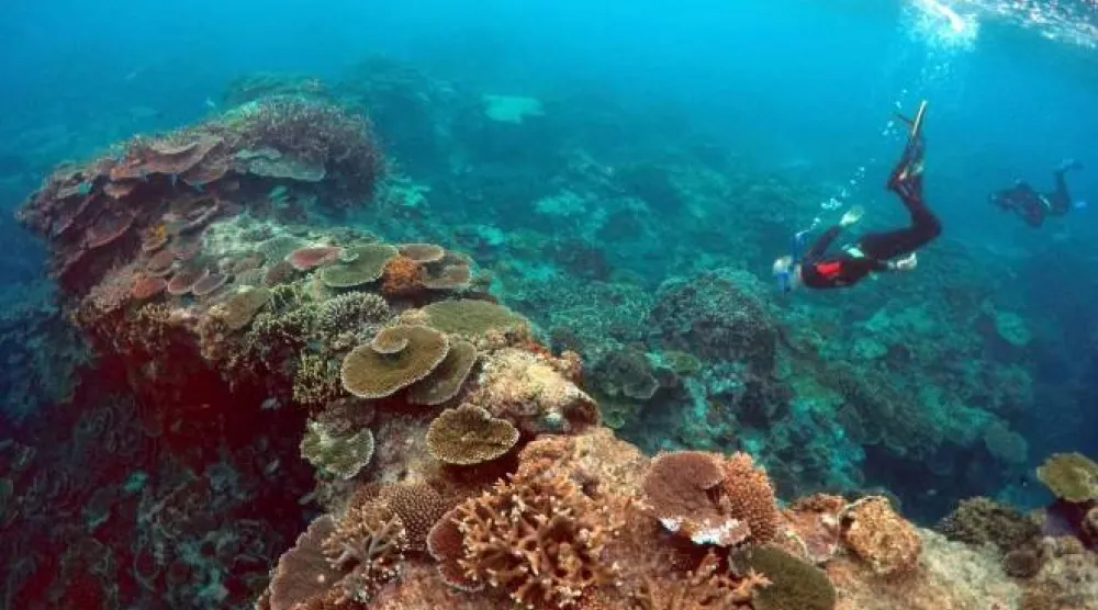 Peter Gash, owner and manager of the Lady Elliot Island Eco Resort, snorkels during an inspection of the reef's condition in an area called the 'Coral Gardens' located at Lady Elliot Island and north-east from the town of Bundaberg in Queensland, Australia, June 11, 2015 (Reuters)