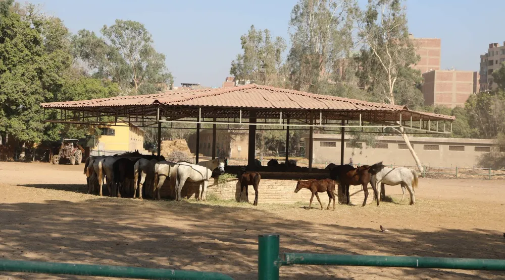 الخيول العربية في محطة الزهراء (وزارة الزراعة)