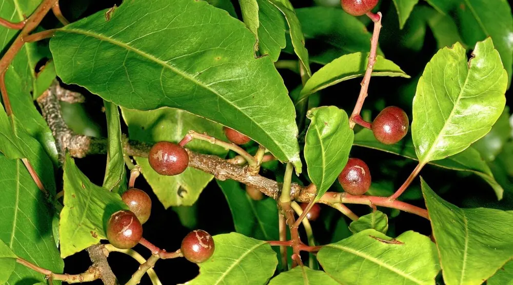 ثمرة الخوخ الأفريقي (موقع المكتبة الوطنية الأميركية للطب)