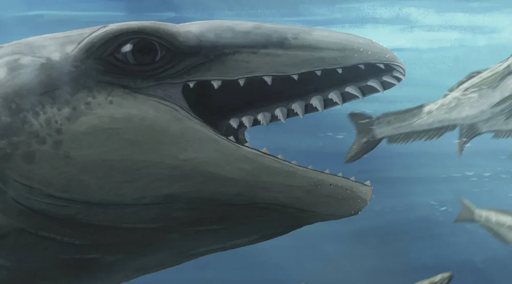 In this illustration provided by Ruairidh Duncan a Janjucetus dullardi is depicted chasing a fish. (Ruairidh Duncan via AP)