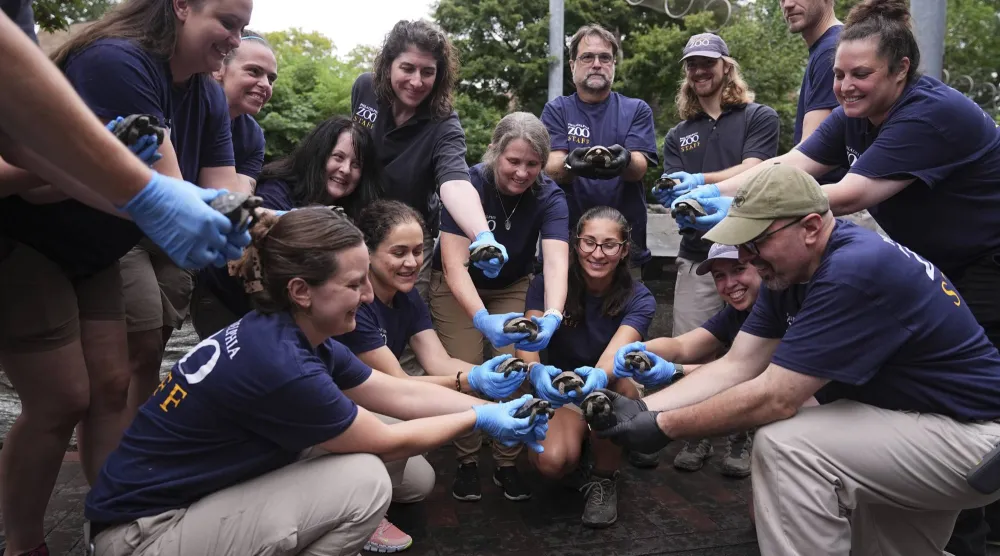Staff members pose for photographs with 16 critically endangered western Santa Cruz tortoise hatchlings during their debut at the Philadelphia Zoo in Philadelphia, Wednesday, Aug. 20, 2025. (AP Photo/Matt Rourke)
