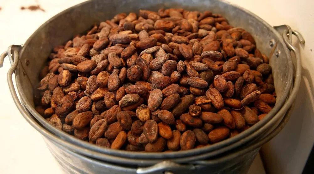لحبوب الكاكاو آثار صحية مفيدة (رويترز)