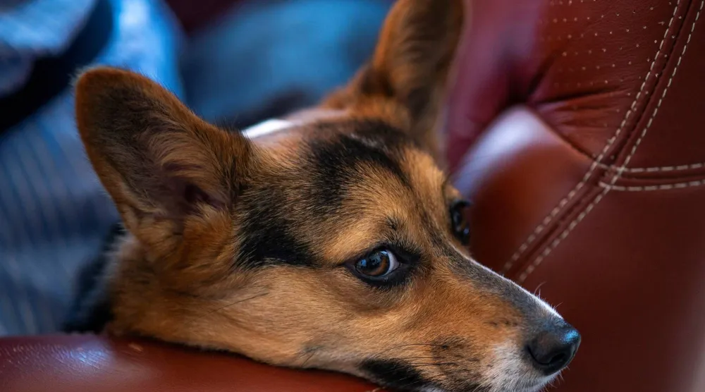 جلسة واحدة أسبوعياً مع الكلاب حسّنت الصحة الخلوية العامة  (رويترز)