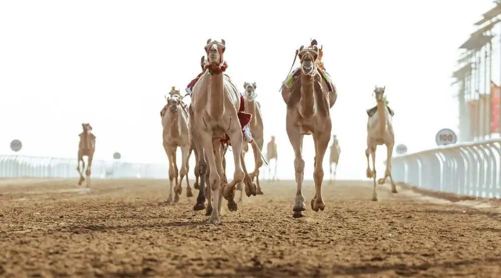 كأس العرب للهجن ستقام في ميدان الشيخ زايد بن سلطان للهجن في وادي رم بالأردن (واس)