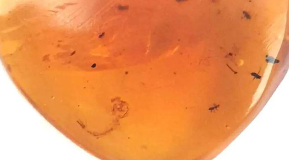 Bilinen en eski sivrisinek larvası kehribarda hapsolmuş (André Amaral, AG Haug)