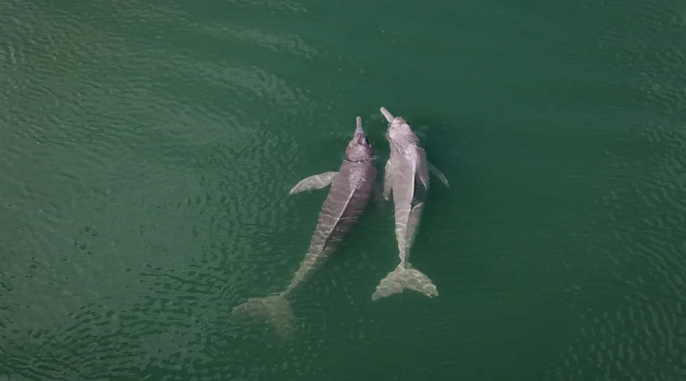 لقطة من طائرة من دون طيار تُظهر دلافين تسبح في المياه البرازيلية (رويترز)