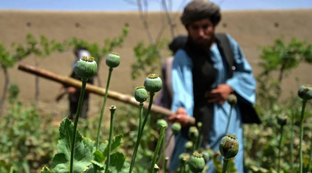 في هذه الصورة الملتقطة في 11 أبريل 2023 يُدمّر أحد أفراد أمن «طالبان» مزرعة خشخاش في قرية شير سرخ بولاية قندهار وأعلنت الأمم المتحدة في 6 نوفمبر أن زراعة الأفيون في أفغانستان انخفضت بنسبة 20 % بحلول عام 2025 (أ.ف.ب)