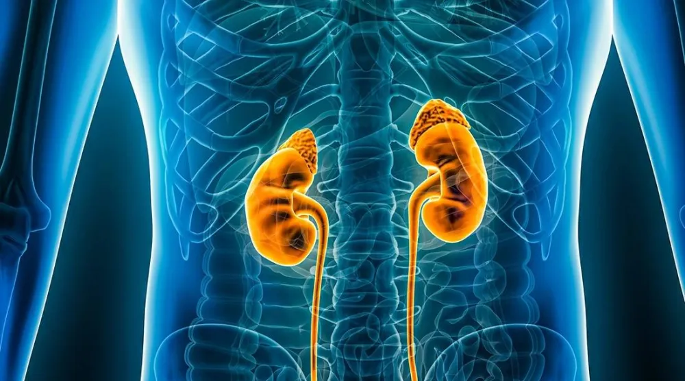 مرض الكلى المزمن يُعدّ من أكثر المضاعفات شيوعاً وخطورة لدى مرضى السكري من النوع الأول (جامعة ميامي)