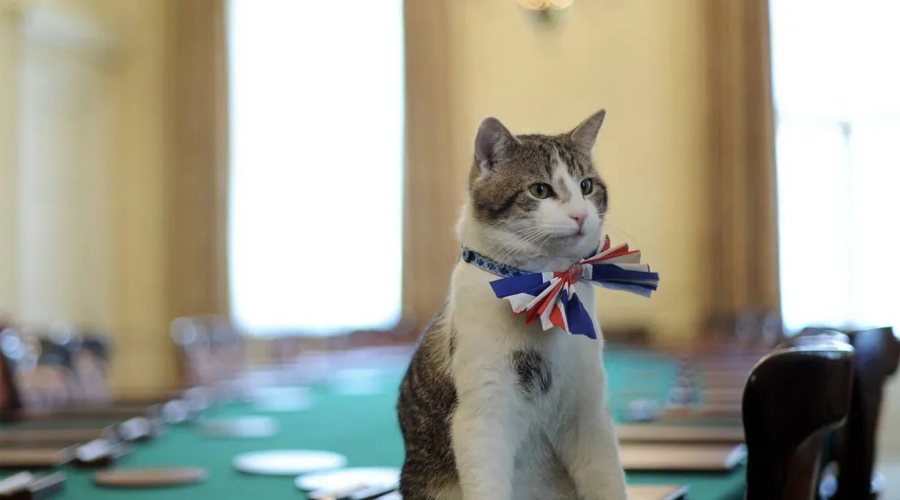 نظرة ثابتة اعتادتها عدسات الكاميرات (ويكيبيديا)