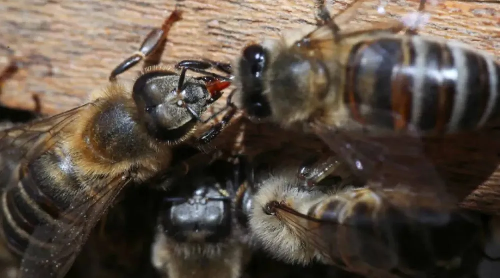 Archive - Bees from the apiary of the Universidad del Rosario raised for the research of the formula to protect the brain of bees and other pollinators affected by exposure to insecticides, which was patented in Britain under the leadership of researchers from the Faculty of Natural Sciences of the Universidad del Rosario, in alliance with the Department of Neuroscience of the University of Arizona - Reuters
