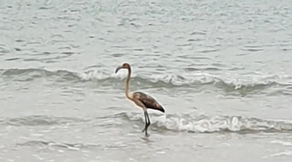 رحلة غامضة لطائر لا تُفترض به الهجرة (باراديس بارك)