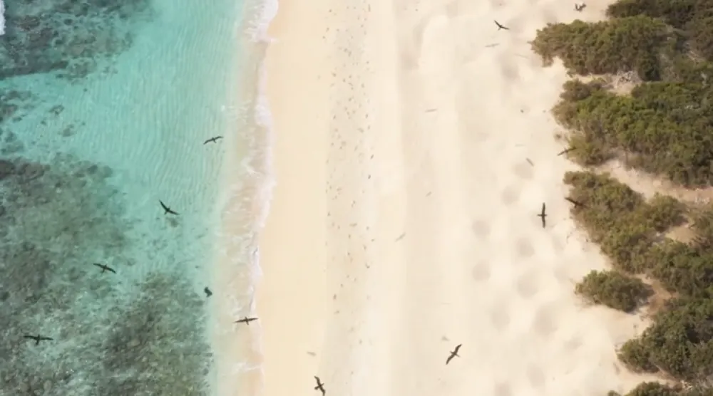 تتميَّز محميتَا «الثقوب الزرقاء» و«رأس حاطبة» بتنوع بيئي فريد وقيمة اقتصادية وسياحية عالية (الحياة الفطرية)