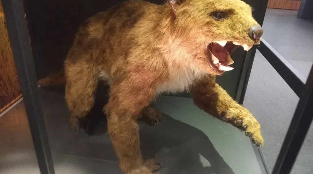 «الدبّ المتساقط» أرعب أستراليا القديمة (المتحف الأسترالي)