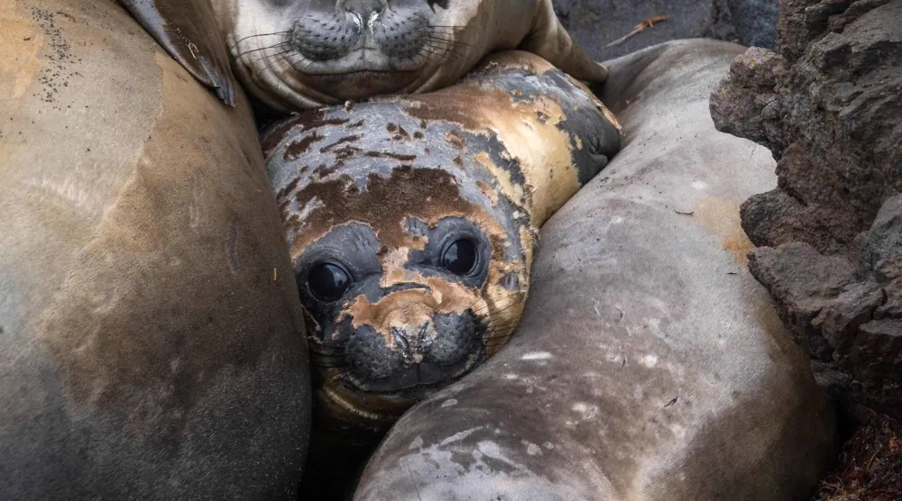 (FILES) This photograph shows elephant seals on the Possession Island, part of the Crozet Islands which are a sub-Antarctic archipelago of small islands in the southern Indian Ocean, on December 21, 2022. (Photo by Patrick HERTZOG / AFP)