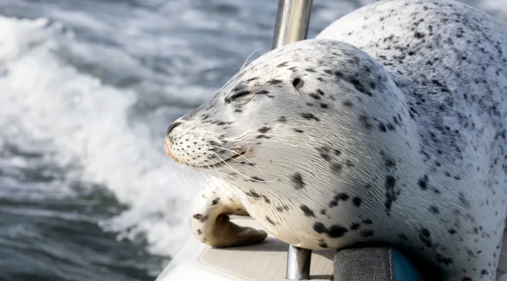 In this photo provided by Charvet Drucker, a seal rests on her boat in the Saratoga passage between Camano and Whidbey Island, Sunday, Nov. 2, 2025, north of Seattle, Wash. (Charvet Drucker via AP)

