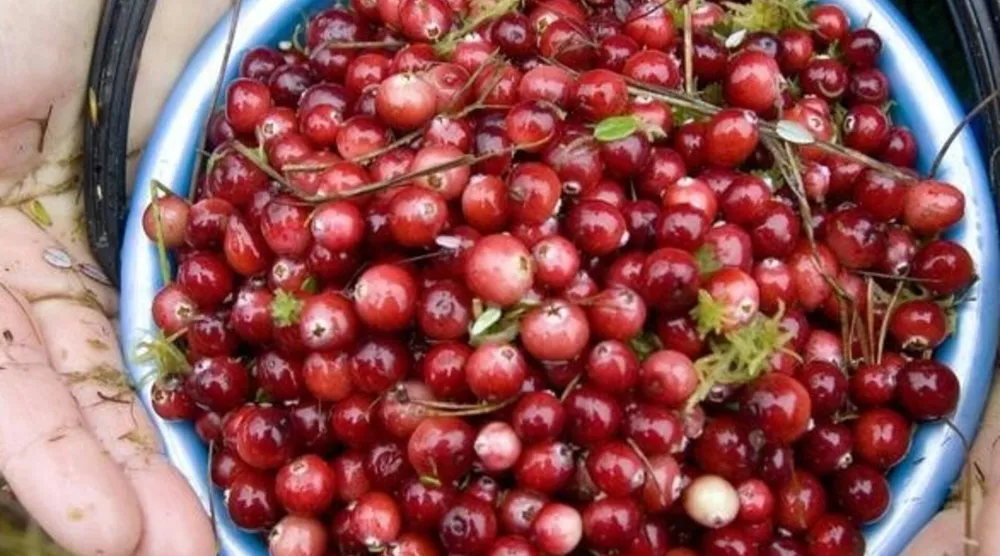 يساعد تناول التوت البري على تخفيف حرقان البول (رويترز)