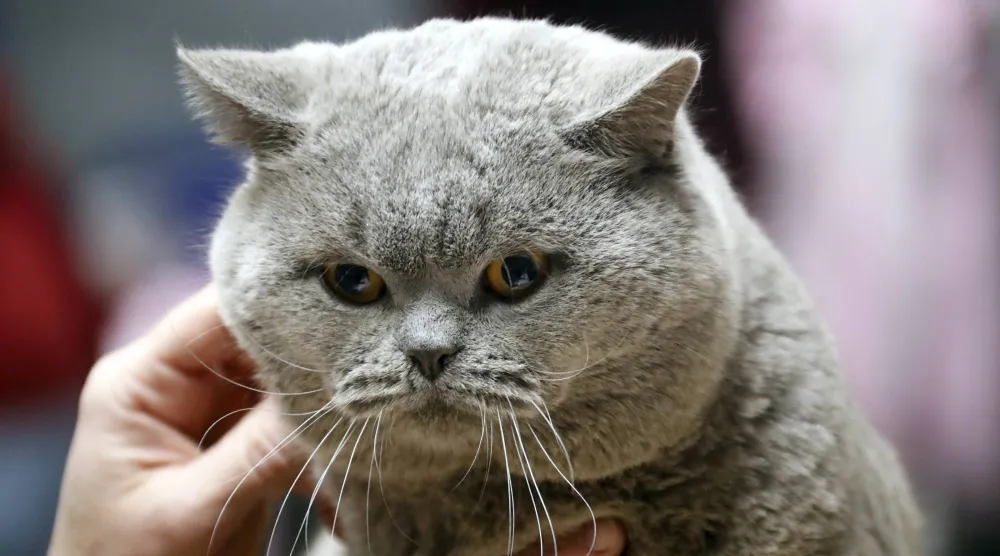 اقتناء القطط قد يزيد من خطر الإصابة بالفصام (إ.ب.أ)